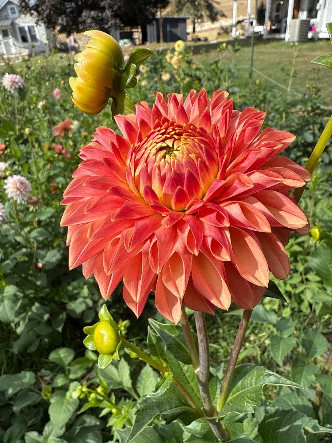 KAs Desert Rose