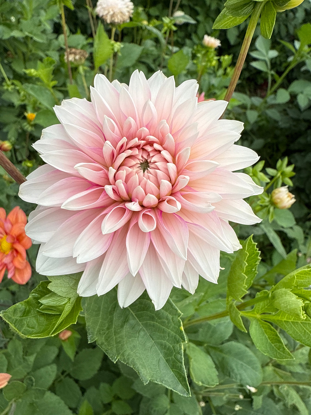Bloomquist Blush