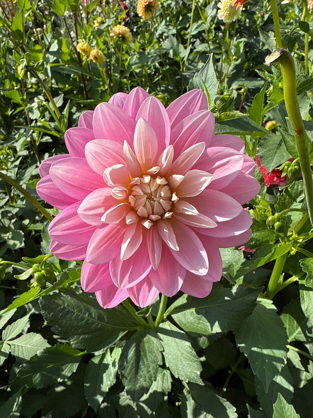 Hollyhill Pink Parfait