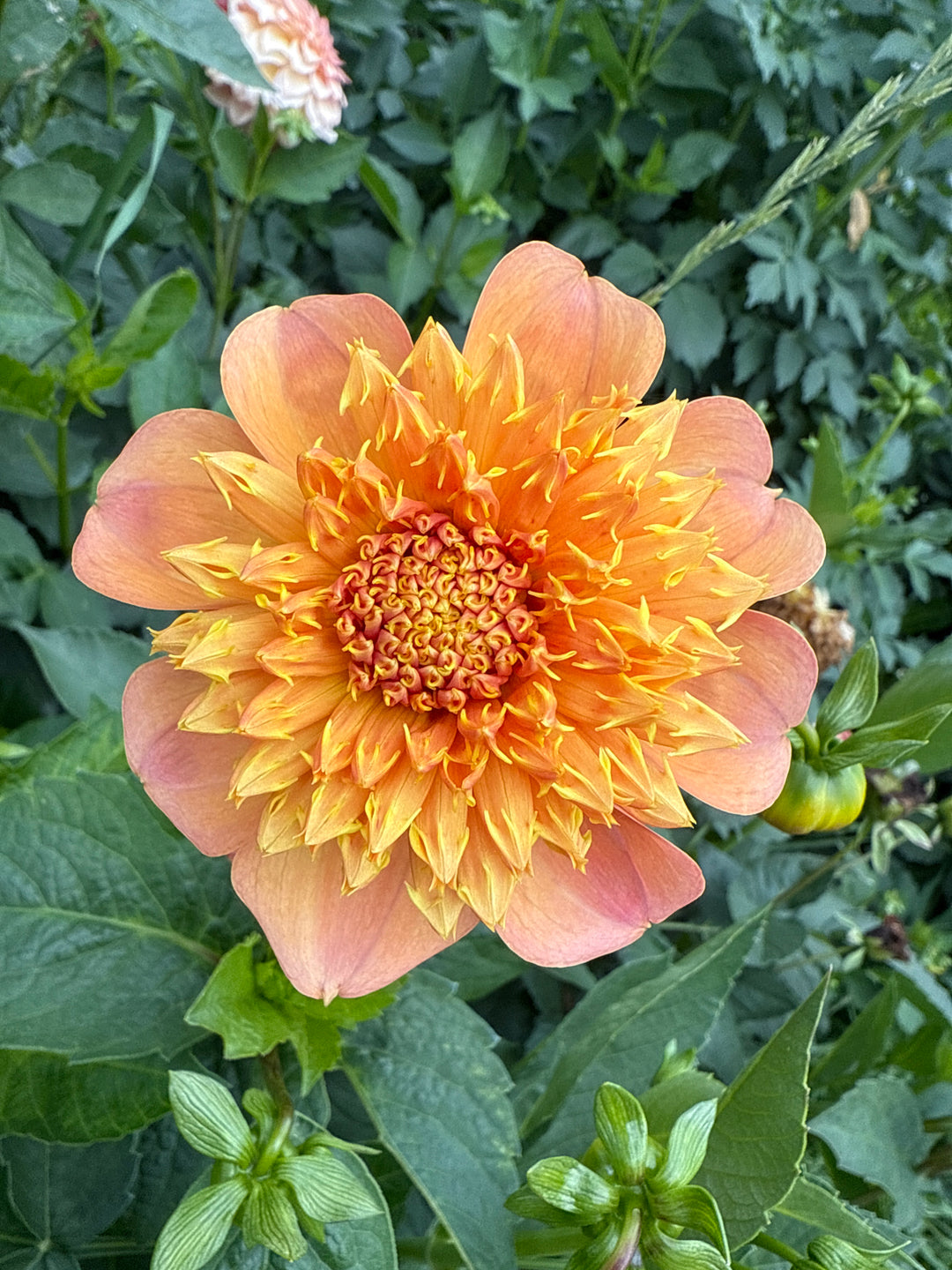 Sandia Brocade