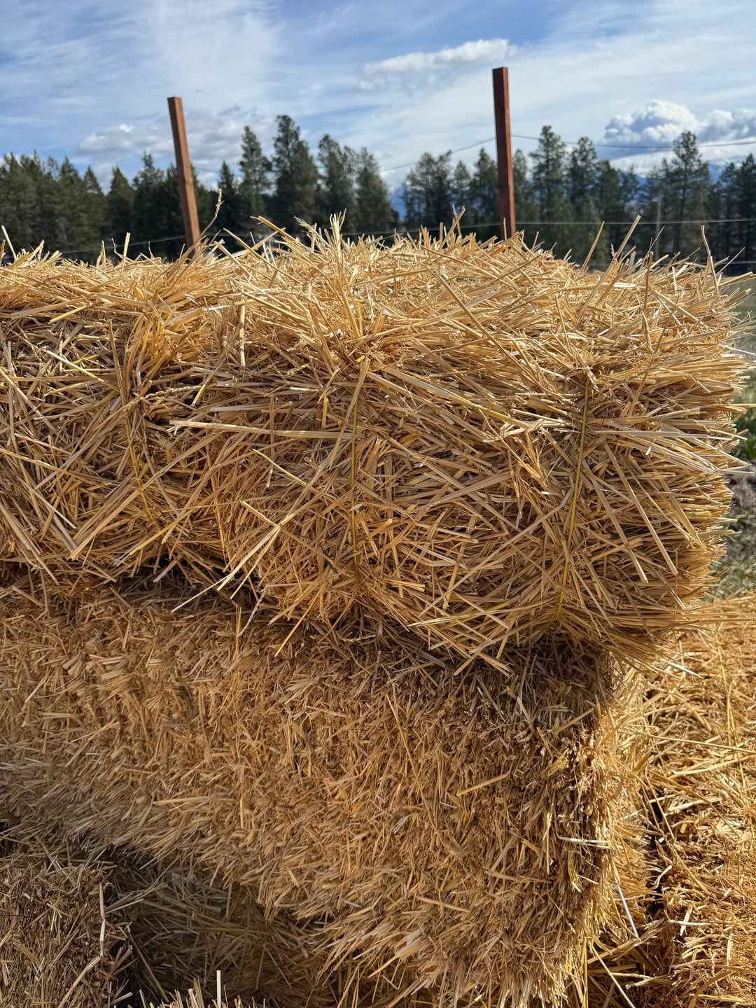 Organic Straw