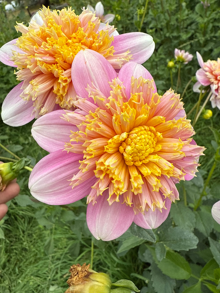Floral Subscription