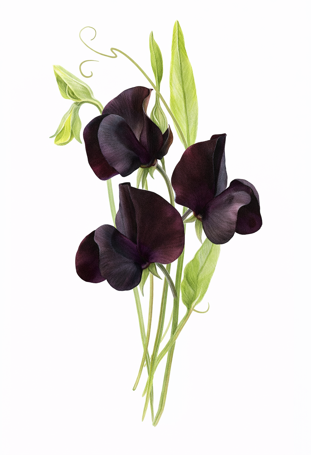 Almost Black