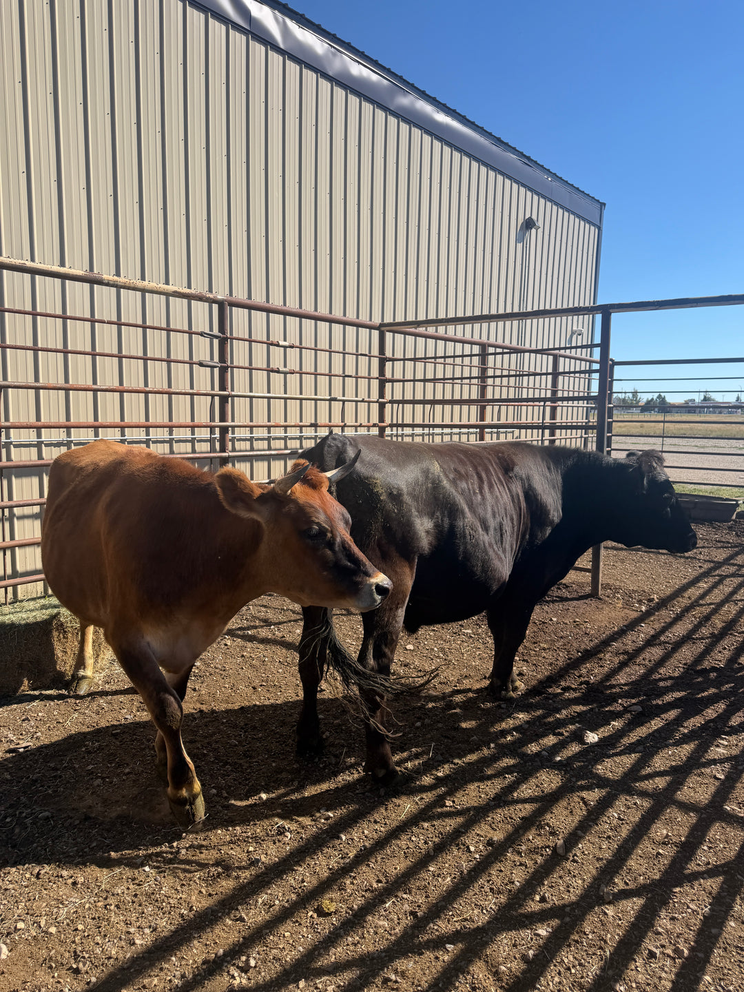 Quarter Beef, Organic