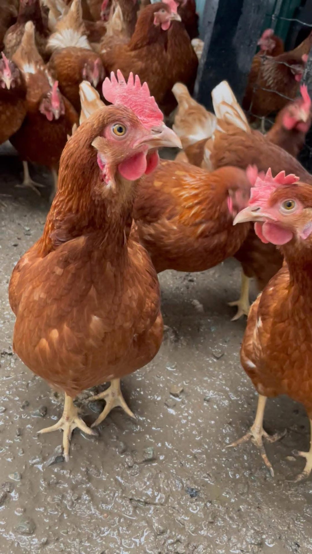 Organic Chicken Eggs