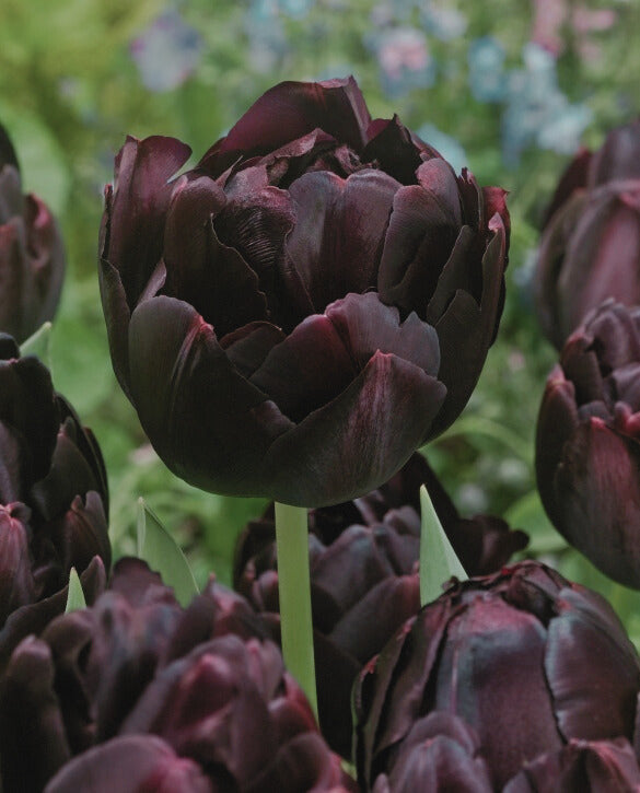 Tulip Bouquet