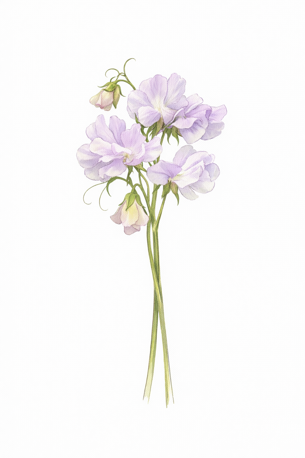 Lavender Flake