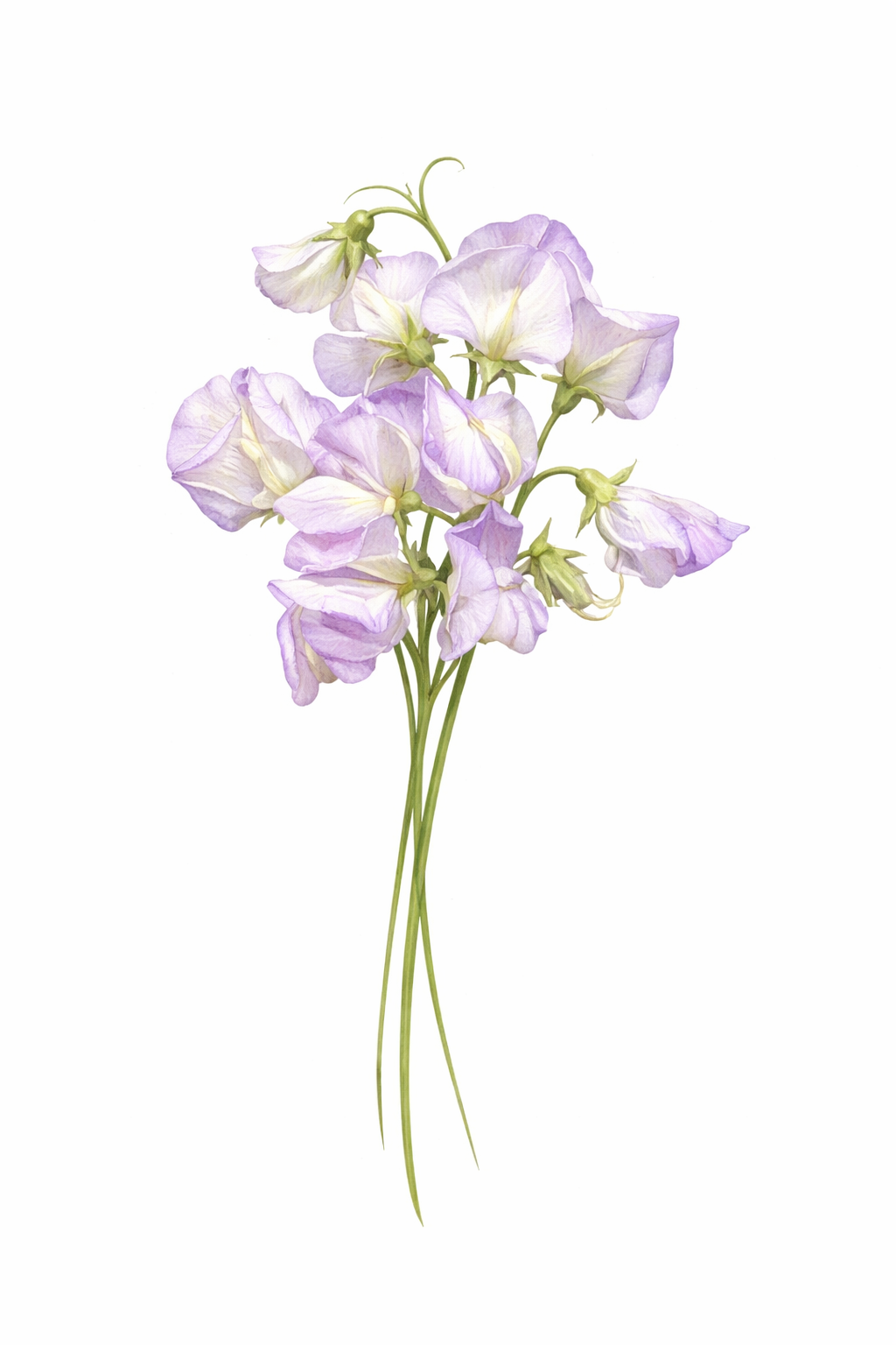 High Scent