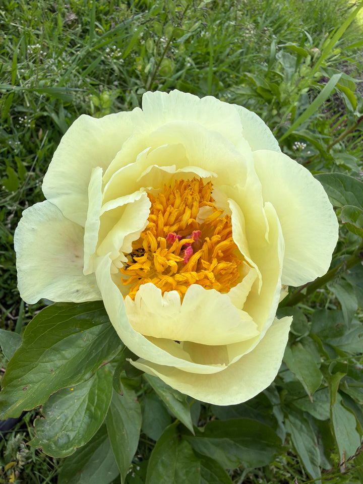 Lemon Chiffon