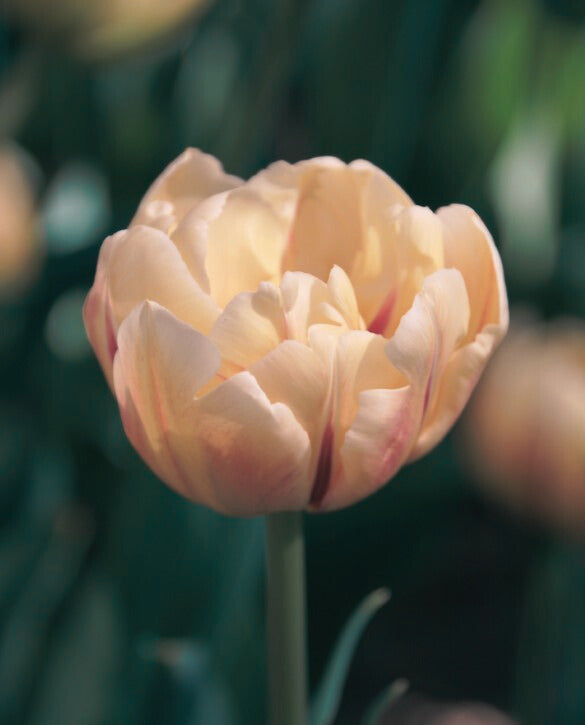 Tulip Bouquet