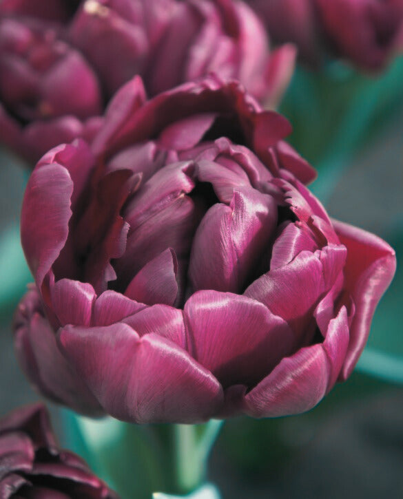 Market Tulip