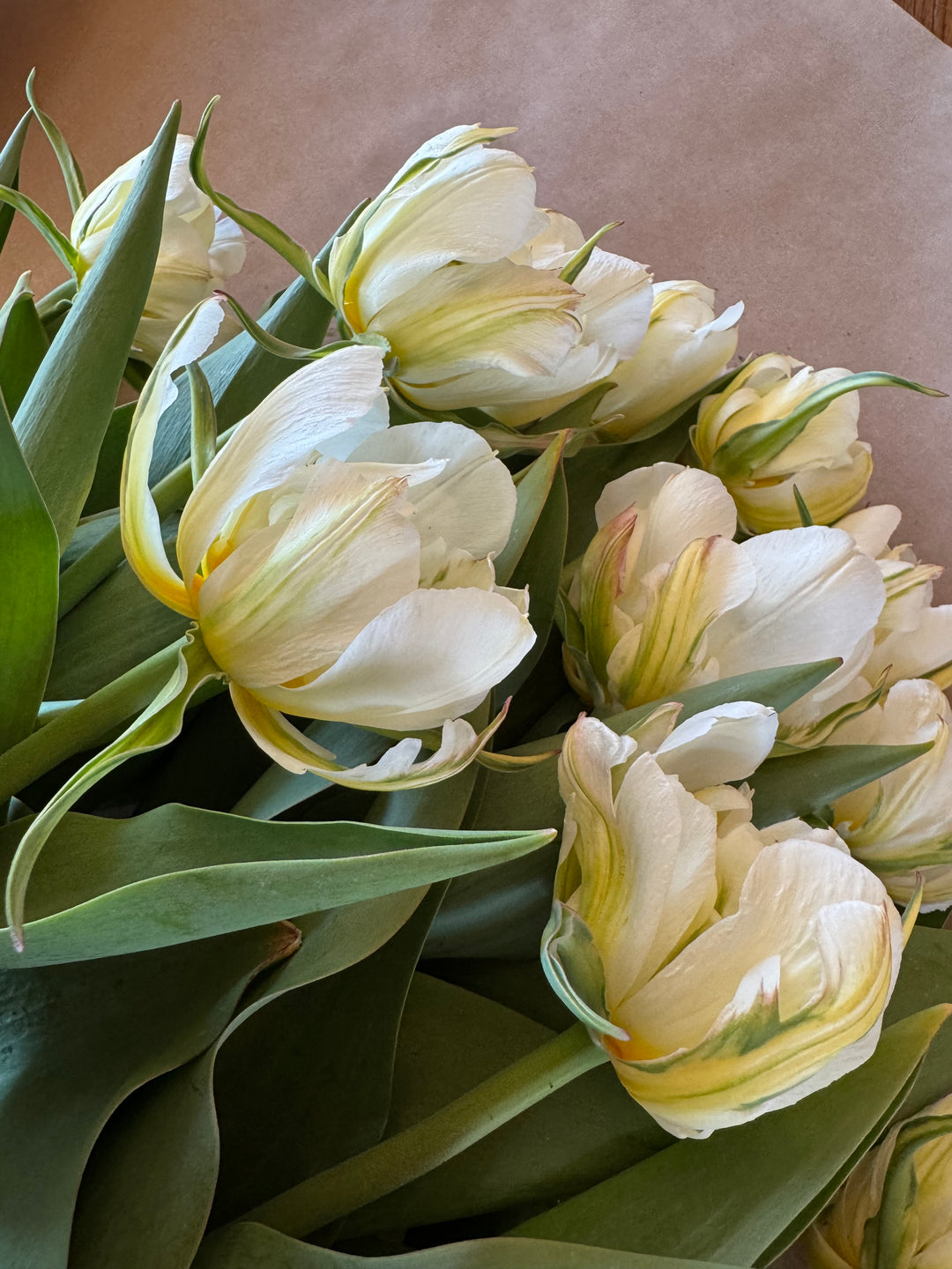Tulip Bundle