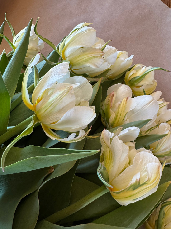 Tulip Bundle