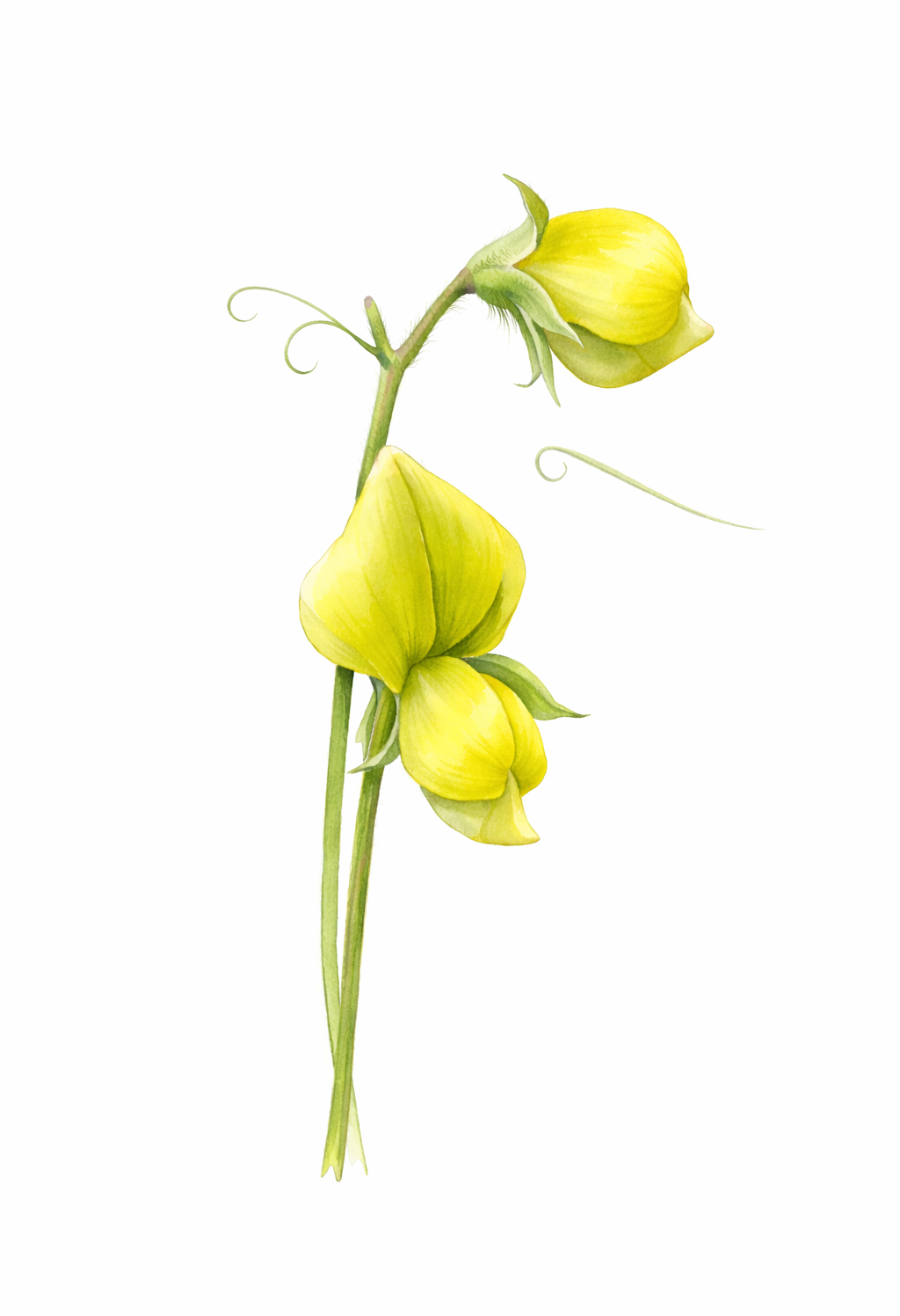 Chloranthus