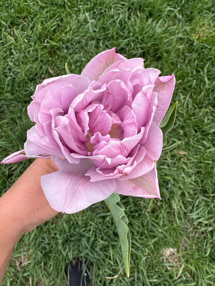 Tulip Bulb, Spring Mix