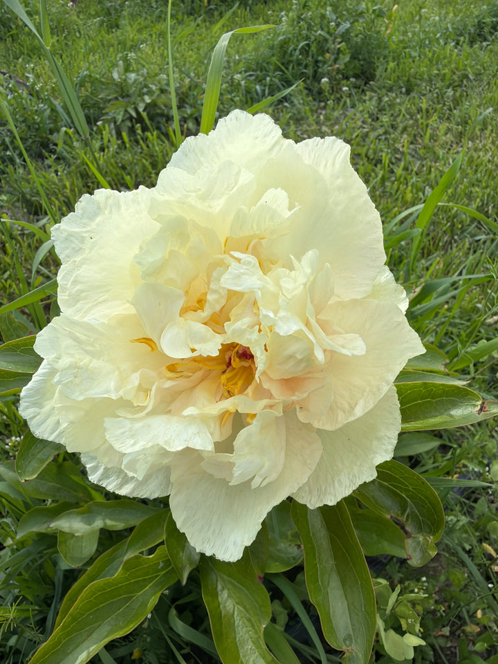 Lemon Chiffon