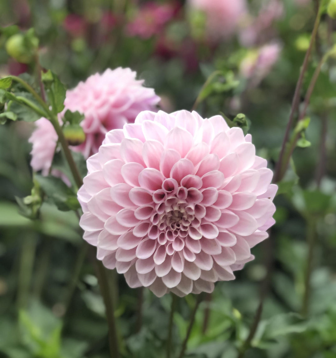 Market Dahlia