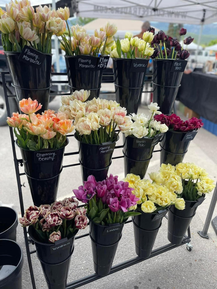 Tulip Bulb, Spring Mix