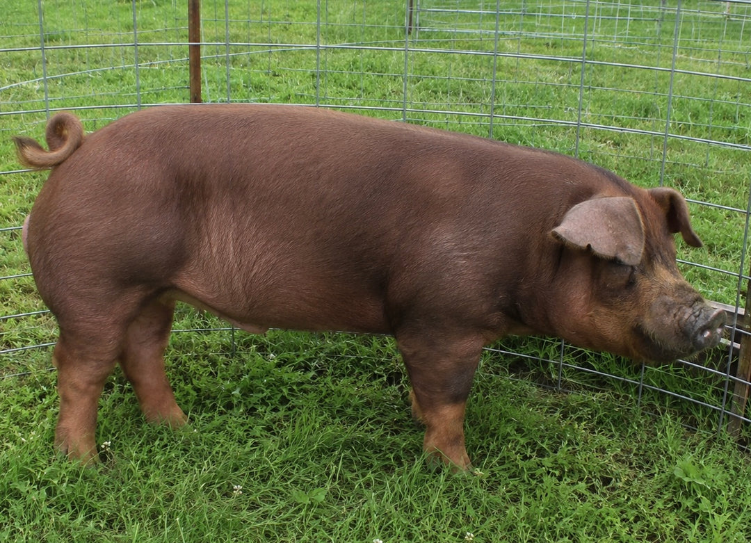 Organically Raised Pastured Pork, naturally cured/smoked
