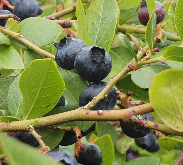 Frozen Huckleberries