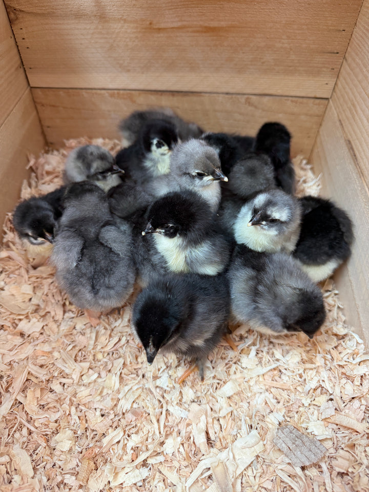French Maran Chicks