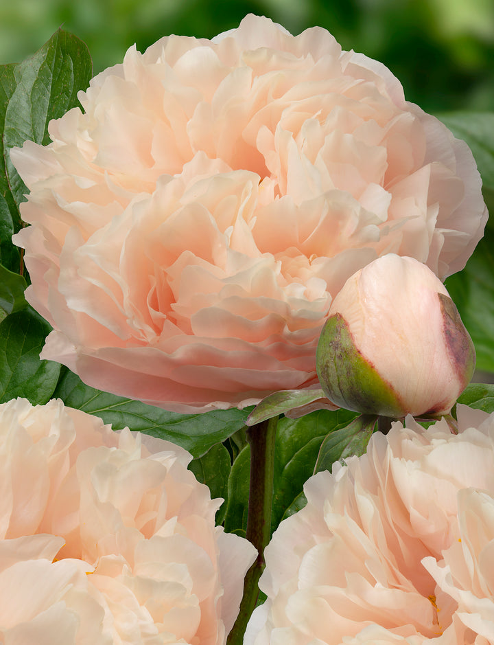 Mixed Peony Bouquet