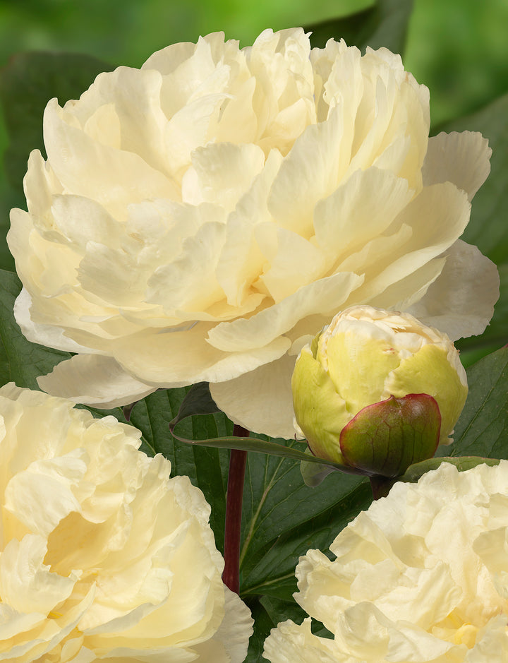 Market Peony