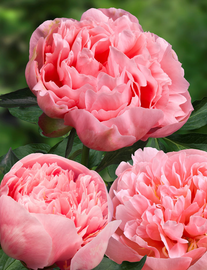 Mixed Peony Bouquet