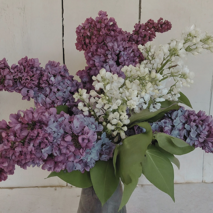 Market Lilac