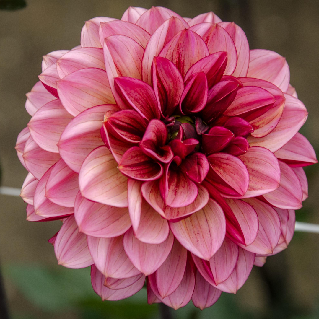 Market Dahlia