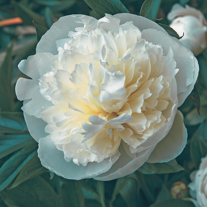 Market Peony