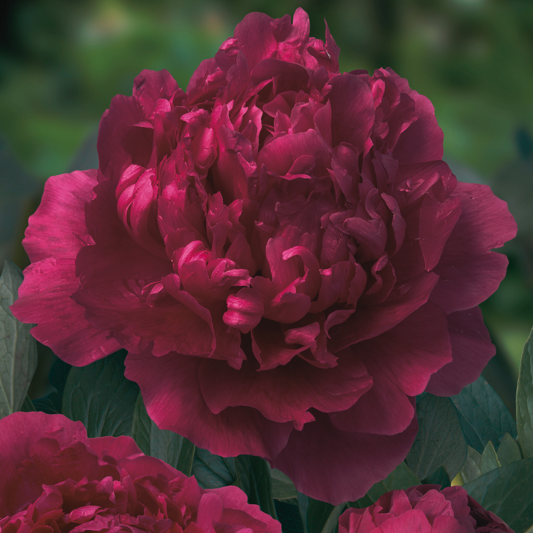 Market Peony