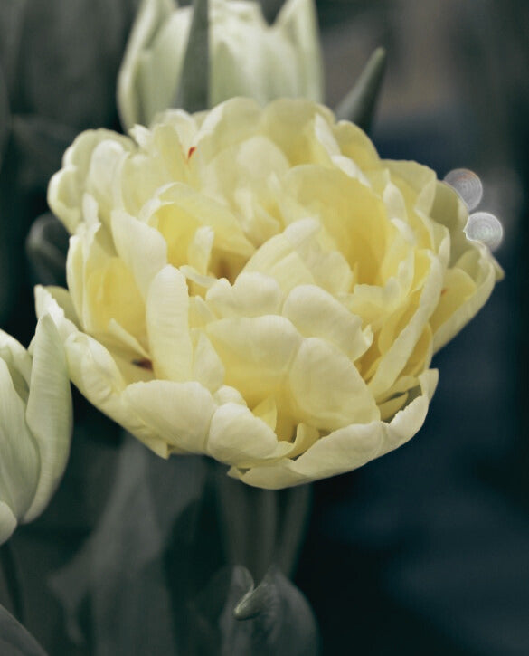 Tulip Bouquet