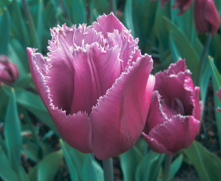 Tulip Bouquet