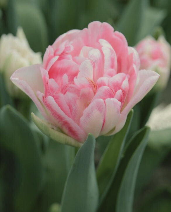 Tulip Bouquet