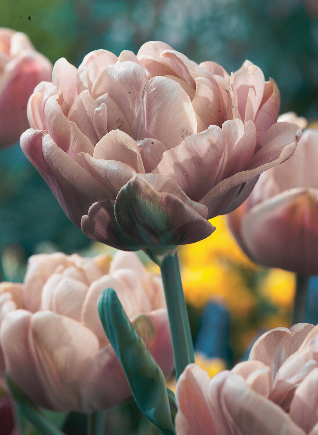 Tulip Bouquet