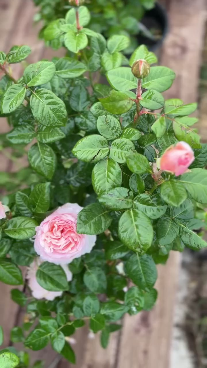 Floral Subscription