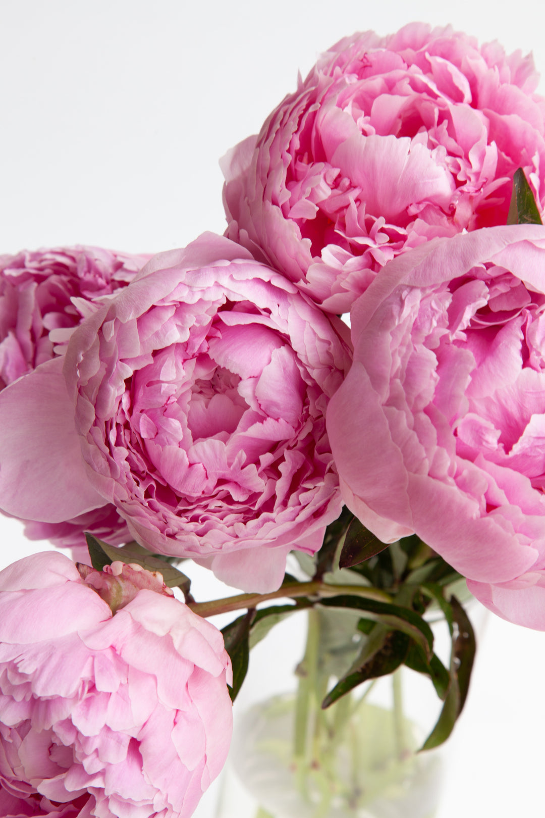 Spring Peony Subscription