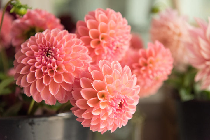 Market Dahlia