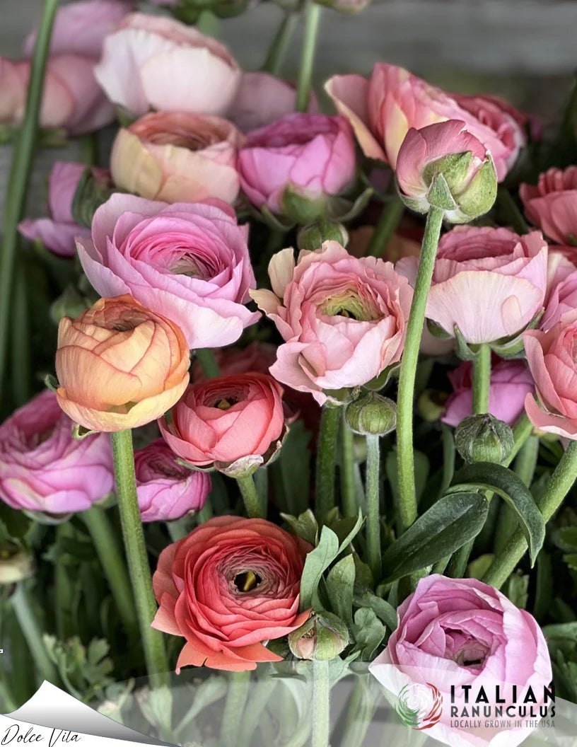 Market Ranunculus & Anemone