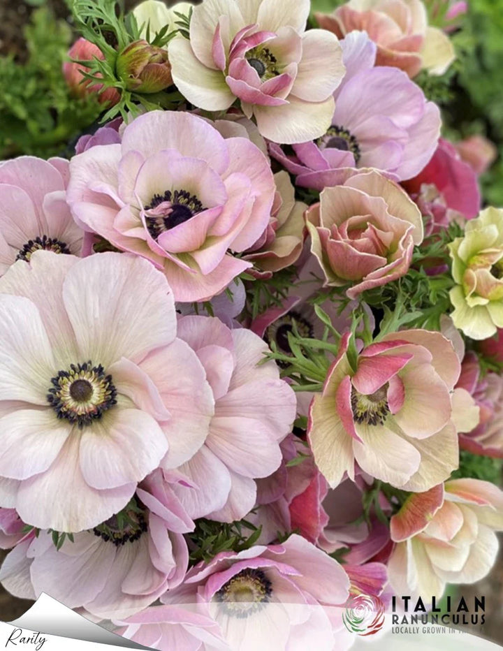 Market Ranunculus & Anemone